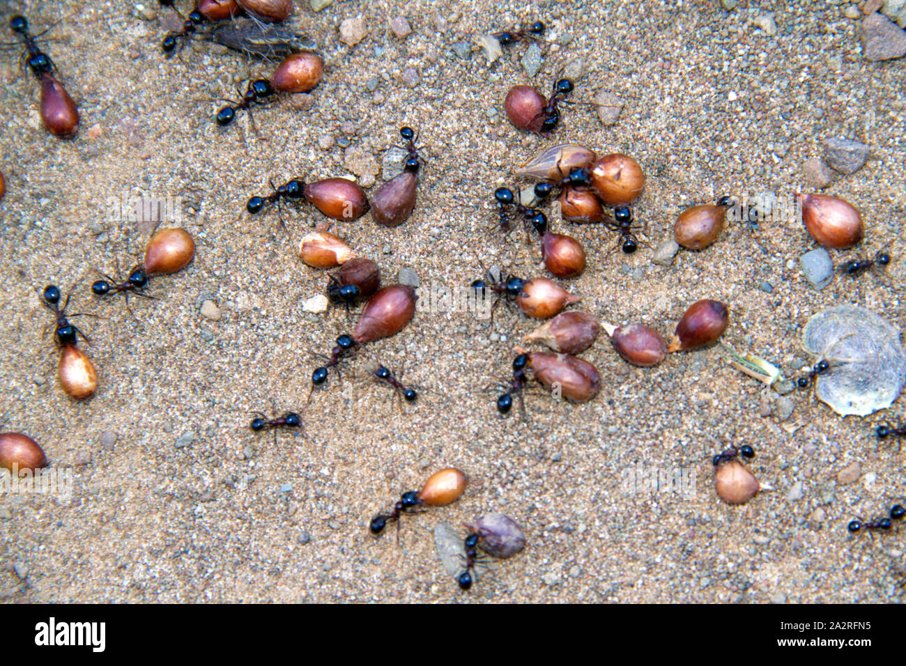 Several black and brown ants carrying large seeds Stock Photo