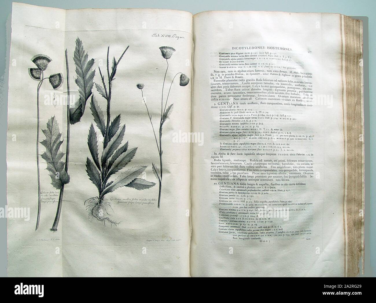Thistle soft spiny leaves by gently biting the long shaft a few flowers ..., Illustration of a thistle species from the 18th century, signed: C.J. Rollinus, M.C. delin, Sculpsite C. F. Fitzsch filius Acad., Gött, Sculptor, Tab. XVIII, Pag., 477, Rollinus, C. J. (del.); Fitsch, F. (sculp.), 1742, Albrecht von Haller: [...] Enumeratio methodica stirpium Helvetiae indigenarum. Tomus II. Gottingae: ex Officina Academica Abrami Vandenhoek, [1742 Stock Photo