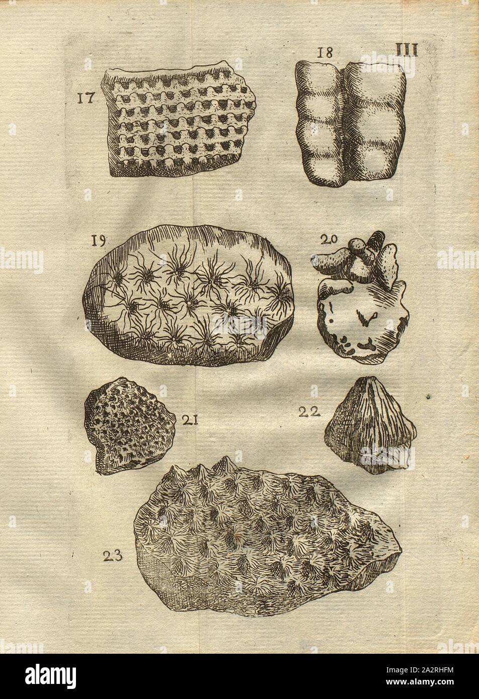 Various types of mushrooms, Madrepore, Alcyons, Classe I, Pl. III., Fig. 17: Espèce de champignon, ou de Madrepore astroite plate, Fig. 18: Alcyon articulé, Fig. 19: Champignon appellé Astroite, or Pierre étoilée, Fig. 20: Alcyon de Dioscoride, Fig. 21: Champignon à, petites étoiles, Fig. 22: Cône rayé d'un champignon de mer, Fig. 23: Champignon de mer à oetits cônes rayés de relief, pl. III, after p. 312, 1778, Louis Bourget: Traité des pétrifications. Paris: Jombert, 1778 Stock Photo