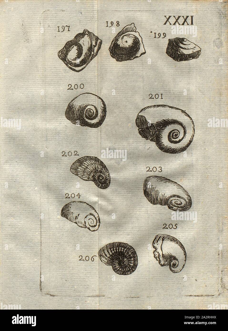 Various species of snails, Patella, Nérite, Classe III, Pl. XXXI, Fig. 197-199: Oeil de Boeuf, patella patella, vu de différentes manières, Fig. 200: Escargot de mer, Nérite appellé, Fig. 201: Nérite différent, à larges volutes, Fig. 202: Nérite rayé, 203: Nérite à grande ouverture, Fig. 204: Nérite lisse, Fig. 205: Nérite différente lisse, Fig. 206: Escargot rayé à umbilic, pl. XXXI, after p. 312, 1778, Louis Bourget: Traité des pétrifications. Paris: Jombert, 1778 Stock Photo