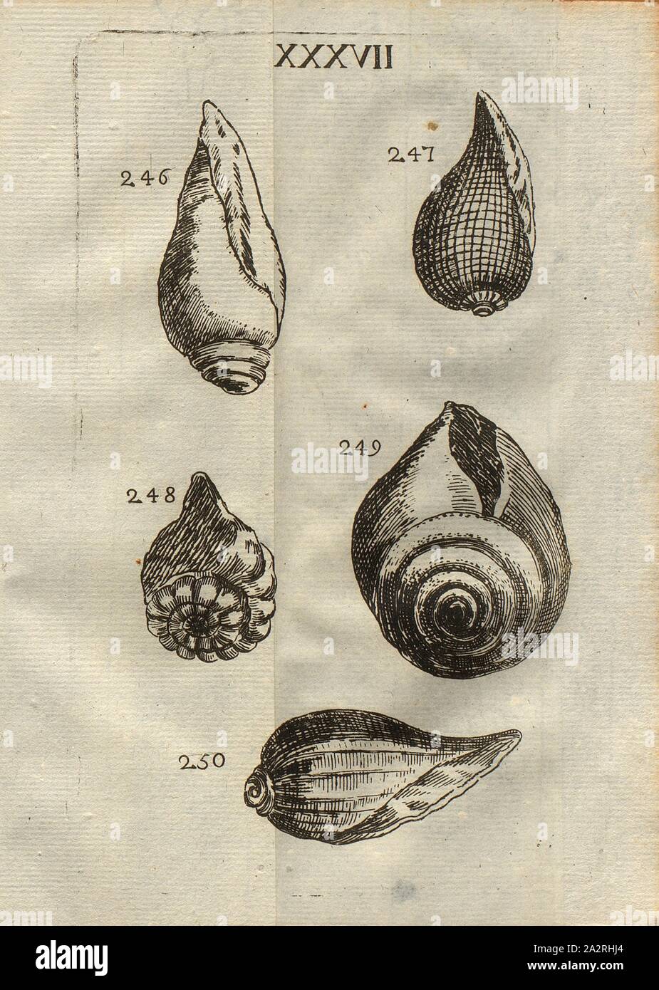 Various species of snails, Echinophorite, Classe III, Pl. XXXVII, Fig. 246: Escargot cylindrique, à grandes levres, Fig. 247: Escargot ventru, rayé en petits quarrés, Fig. 248: Escargot appellé Echinophorite, Fig. 249: Escargot à gros ventre, & à large ouverture, fig., 250: Escargot à larges côtes, rayé, pl. XXXVII, after p. 312, 1778, Louis Bourget: Traité des pétrifications. Paris: Jombert, 1778 Stock Photo
