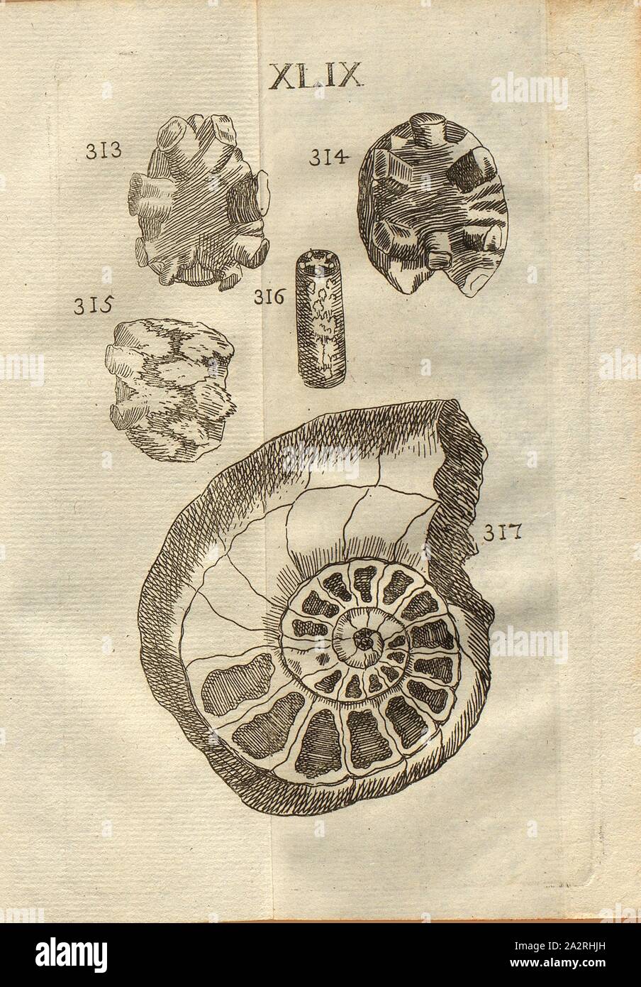 Spondylolites in Ammonites, Class III, Pl. XLIX, Fig. 313: Spondylolitte, ou espèce de vertébre de pierre formée dans une cellule de corne d 'Ammon, Fig. 314: Apophyses de la même espèce, Fig. 315. Deux pareilles pierres jointes l'une à l'autre, Fig. 316: Fragment curieux de corne d 'Ammon, où l'on of the figures of the Apophises & Epiphises, Fig. 317: Belle Corne d' Ammon, avec plusieurs cellules à cristallisations, Pl. XLIX, to p. 312, 1778, Louis Bourget: Traité des pétrifications. Paris: Jombert, 1778 Stock Photo