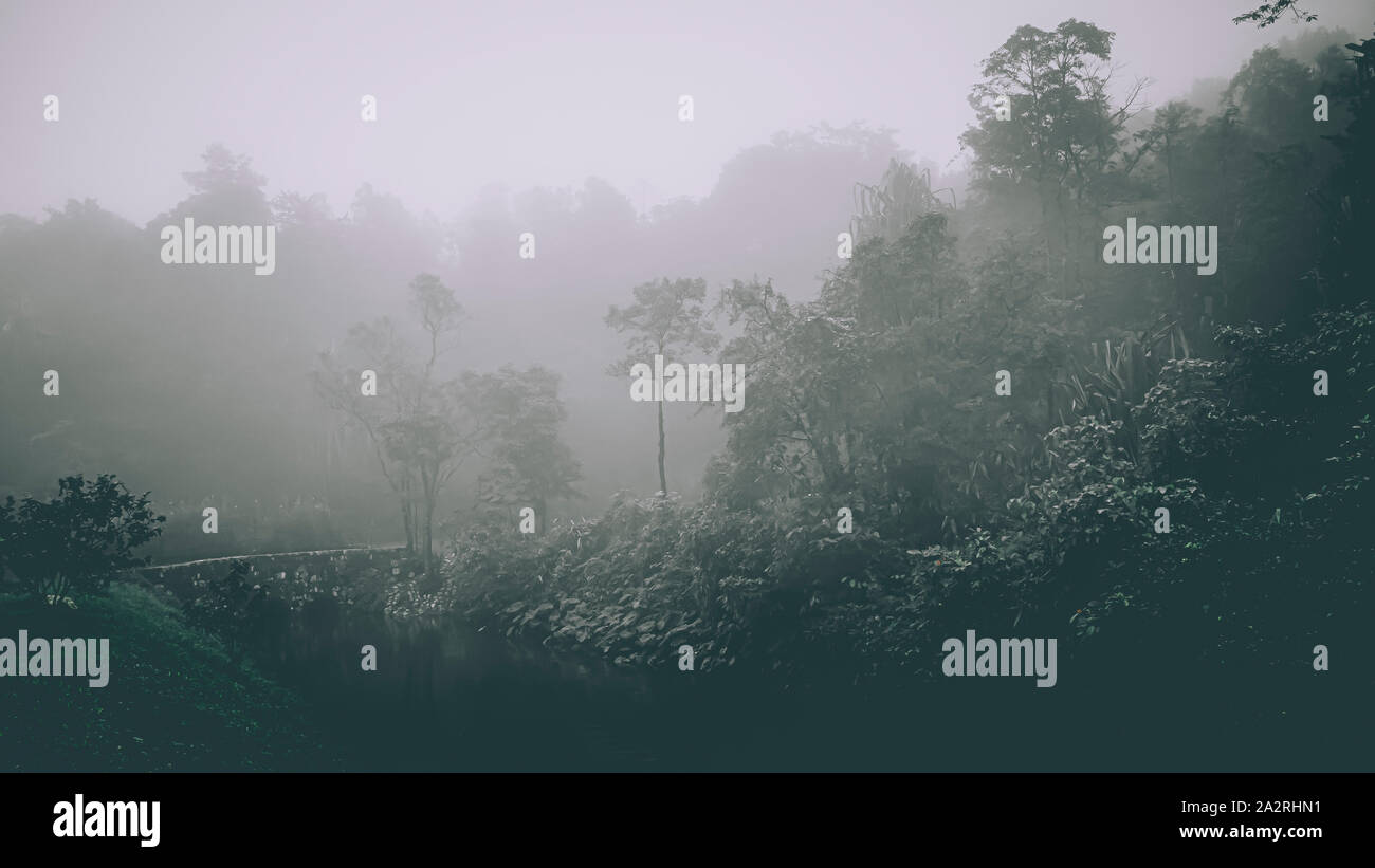 Misty landscape with fir forest in hipster vintage retro style. Fairy ...