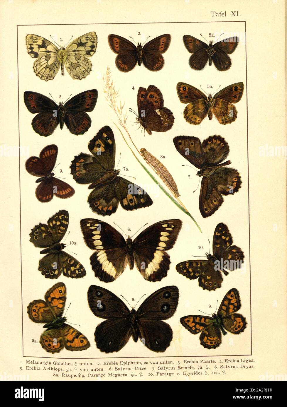 Butterflies and caterpillars in Central Europe 3, Melanargia Galathea, Erebia Epiphron, Erebia Pharte, Erebia Ligea, Erebia Aethiops, Satirus Circe, Satyrus Semele, Satyrus Dryas, Pararge Megaera, Pararge v. Chr., Egerides, pl. XI, after p. 40, Deuchert, Heinrich (del. ad. nat.); Slocombe, A. (del. ad nat.), 1893, Max Korb; Heinrich Deuchert; A. Slocombe: Die Schmetterlinge Mittel-Europas: Darstellung und Beschreibung der hauptsächlichen mitteleuropäischen Schmetterlinge nebst Anleitung, dieselben zu fangen oder zu züchten und eine Sammlung anzulegen. Nürnberg: Theo. Stroeser's Kunstverlag, [ Stock Photo