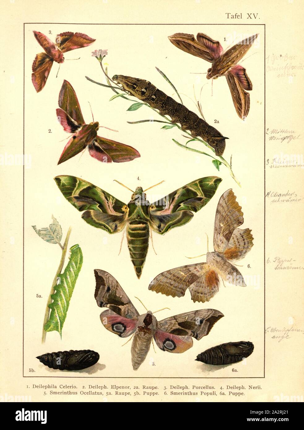 Butterflies, caterpillars and pupae in Central Europe 8, Deilephila Celerio, Deileph., Elpenor, Deileph., Porcellus, Deileph., Nerii, Smerinthus ocellatus, Smerinthus populi, Plate XV, after p. 60, Deuchert, Heinrich (del. ad. nat.); Slocombe, A. (del. ad nat.), 1893, Max Korb; Heinrich Deuchert; A. Slocombe: Die Schmetterlinge Mittel-Europas: Darstellung und Beschreibung der hauptsächlichen mitteleuropäischen Schmetterlinge nebst Anleitung, dieselben zu fangen oder zu züchten und eine Sammlung anzulegen. Nürnberg: Theo. Stroeser's Kunstverlag, [1893 Stock Photo