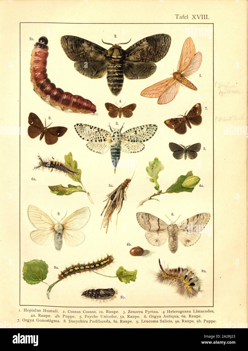 Butterflies, caterpillars and pupae in Central Europe 10, Hepialus Humuli, Cossus Cossus, Zeuzera Pyrina, Heterogenea Limacodes, Psyche Unicolor, Orgya Antiqua, Orgya Gonostigma, Dasychira Pudibunda, Leucoma Salicis, Plate XVIII, after p. 76, Deuchert, Heinrich (del. ad. nat.); Slocombe, A. (del. ad nat.), 1893, Max Korb; Heinrich Deuchert; A. Slocombe: Die Schmetterlinge Mittel-Europas: Darstellung und Beschreibung der hauptsächlichen mitteleuropäischen Schmetterlinge nebst Anleitung, dieselben zu fangen oder zu züchten und eine Sammlung anzulegen. Nürnberg: Theo. Stroeser's Kunstverlag, [ Stock Photo