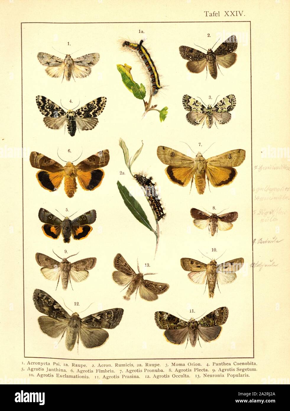 Butterflies and caterpillars in Central Europe 10, Acronycta Psi, Acron., Rumicis, Moma Orion, Panthea Coenobita, Agrotis Janthina, Agrotis Fimbria, Agrotis Pronuba, Agrotis Plecta, Agrotis Segetum, Agrotis Exclamationis, Agrotis Prasina, Agrotis Occulta, Neuronia Popularis, Plate XXIV, after p. 128, Deuchert, Heinrich (del. ad. nat.); Slocombe, A. (del. ad nat.), 1893, Max Korb; Heinrich Deuchert; A. Slocombe: Die Schmetterlinge Mittel-Europas: Darstellung und Beschreibung der hauptsächlichen mitteleuropäischen Schmetterlinge nebst Anleitung, dieselben zu fangen oder zu züchten und eine Stock Photo