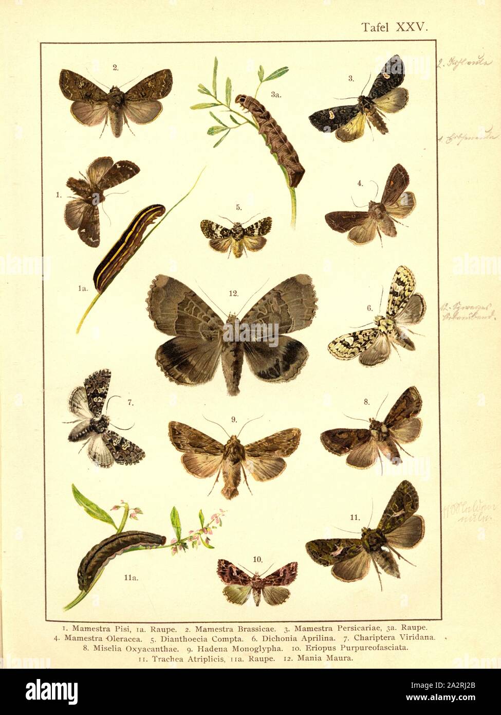 Butterflies and caterpillars in Central Europe 11, Mamestra Pisi, Mamestra Brassicae, Mamestra Persicariae, Mamestra Oleracea, Dianthoecia Compta, Dichonia Aprilina, Chariptera Viridana, Miselia Oxyacanthae, Hadena Monoglypha, Eriopus Purpureofasciata, Trachea Atriplicis, Mania Maura, Plate XXV, after p. 144, Deuchert, Heinrich (del. ad. nat.); Slocombe, A. (del. ad nat.), 1893, Max Korb; Heinrich Deuchert; A. Slocombe: Die Schmetterlinge Mittel-Europas: Darstellung und Beschreibung der hauptsächlichen mitteleuropäischen Schmetterlinge nebst Anleitung, dieselben zu fangen oder zu züchten und Stock Photo