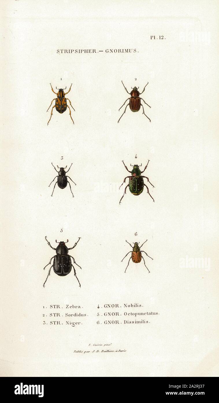 Stripsipher - Gnorimus, Beetle, Fig. 1-6: STR., Zebra, STR., Sordidus, STR., Niger, GNOR., Nobilis, GNOR., Octopunctatus, GNOR., Dissimilis, Signed: E. Guérin pinx, Publié par J. B. Baillière, Pl. 12, after p. 410, Guérin-Méneville, Félix-Édouard (pinx.); Baillière, Jean-Baptiste (ed.), 1833, H. Gory; A. Percheron: Monographie des cétoines et genres voisins, formant, dans les familles naturelles de Latreille, la division des scarabées mélitophiles. Paris: chez J.-B. Baillière, Libraire; même Maison; Londres, 1833 Stock Photo