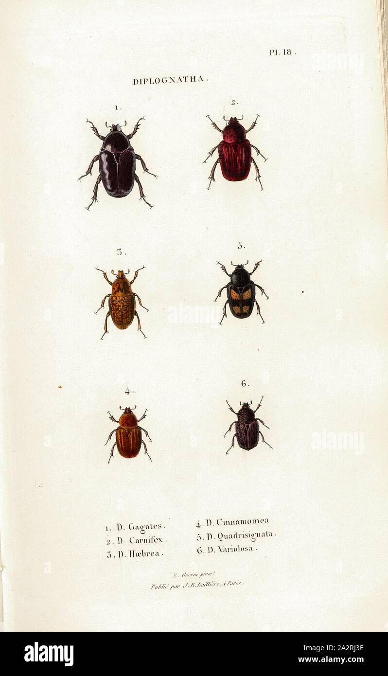 I was a diplomat, Beetle, Figs. 1-6: D. Gagates, D. Carnifex, D. Hoebra, D. Cinnamomea, D. Quadrisignata, D. Variolosa, Signed: E. Guérin pinx, Publié par J. B. Baillière, Pl. 18, after p. 410, Guérin-Méneville, Félix-Édouard (pinx.); Baillière, Jean-Baptiste (ed.), 1833, H. Gory; A. Percheron: Monographie des cétoines et genres voisins, formant, dans les familles naturelles de Latreille, la division des scarabées mélitophiles. Paris: chez J.-B. Baillière, Libraire; même Maison; Londres, 1833 Stock Photo