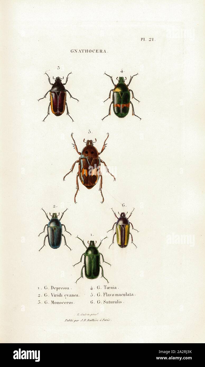 Jawbone, Beetle, Fig. 1-6: G. Depressa, G. Viridi eyanea, G. Monoceros, G. Toenia, G. Flavo maculata, F. Suturalis, Signed: E. Guérin pinx, Publié par J. B. Baillière, Pl. 21, after p. 410, Guérin-Méneville, Félix-Édouard (pinx.); Baillière, Jean-Baptiste (ed.), 1833, H. Gory; A. Percheron: Monographie des cétoines et genres voisins, formant, dans les familles naturelles de Latreille, la division des scarabées mélitophiles. Paris: chez J.-B. Baillière, Libraire; même Maison; Londres, 1833 Stock Photo