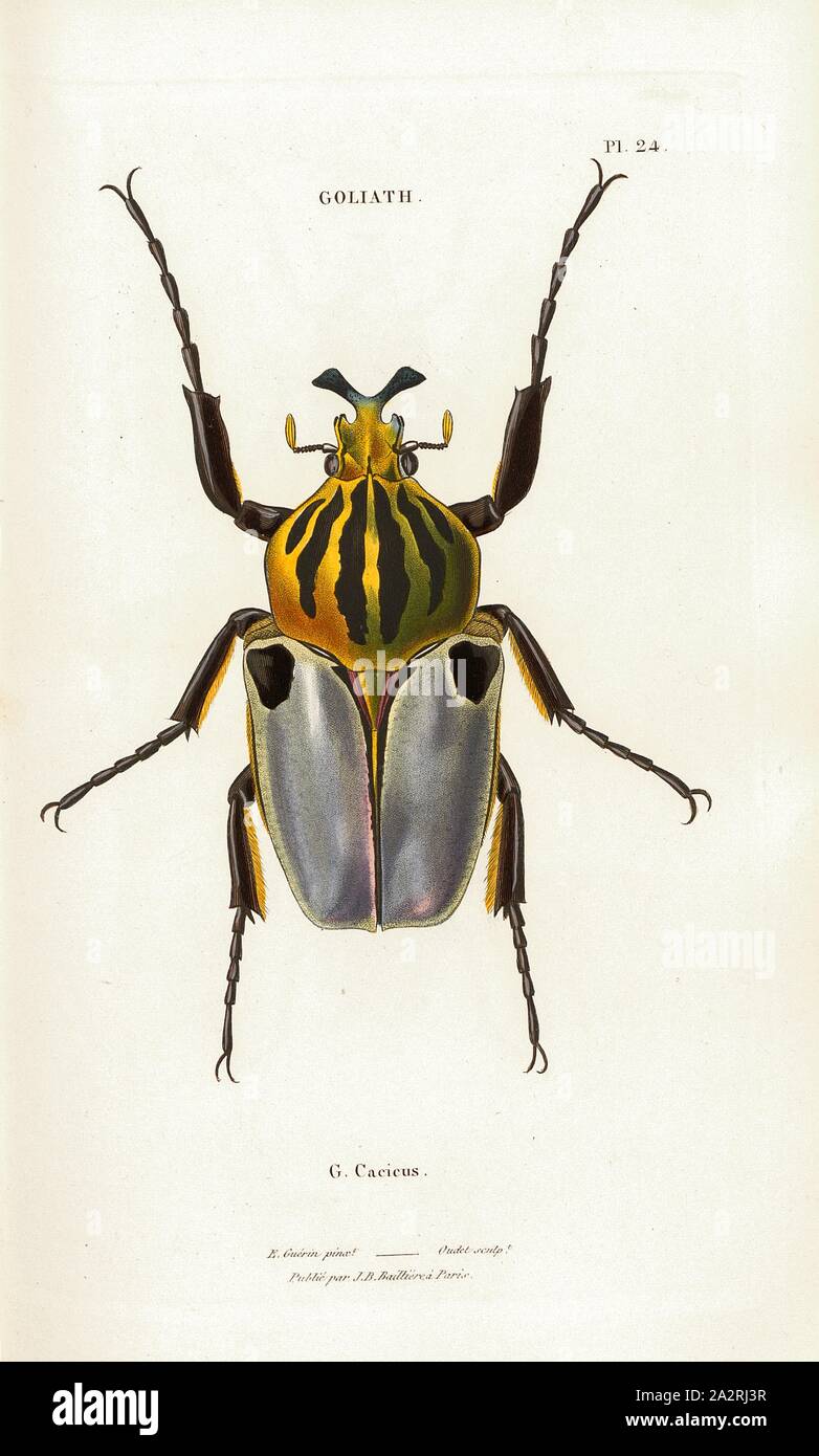 Goliath 1, Beetle, G. Cacicus, Signed: E. Guérin pinx, Oudet Sculp, Raymond Imp, Publié par J. B. Baillière, Pl. 24, after p. 410, Guérin-Méneville, Félix-Édouard (pinx.); Oudet, Marie Nicolas (sc.); Raymond (imp.); Baillière, Jean-Baptiste (ed.), 1833, H. Gory; A. Percheron: Monographie des cétoines et genres voisins, formant, dans les familles naturelles de Latreille, la division des scarabées mélitophiles. Paris: chez J.-B. Baillière, Libraire; même Maison; Londres, 1833 Stock Photo