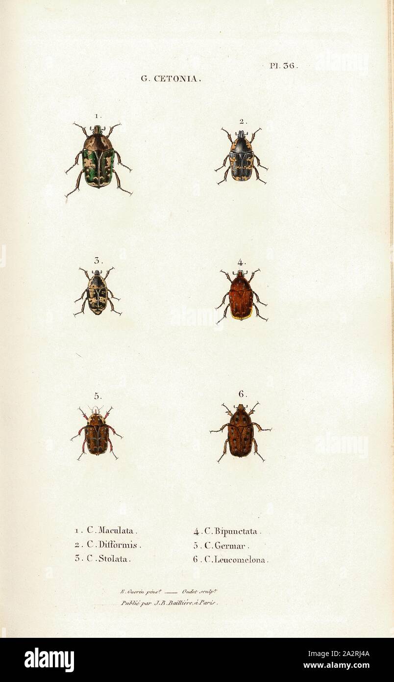 G. Cetonia 6, Beetle, Figs. 1-6: C. Maculata, C. Difformis, C. Stolata, C. Bipunctata, C. Germar, C. Leucomelona, Signed: E. Guérin pinx, Oudet Sculp, Raymond Imp, Publié par J. B. Baillière, Pl. 36, after p. 410, Guérin-Méneville, Félix-Édouard (pinx.); Oudet, Marie Nicolas (sc.); Raymond (imp.); Baillière, Jean-Baptiste (ed.), 1833, H. Gory; A. Percheron: Monographie des cétoines et genres voisins, formant, dans les familles naturelles de Latreille, la division des scarabées mélitophiles. Paris: chez J.-B. Baillière, Libraire; même Maison; Londres, 1833 Stock Photo