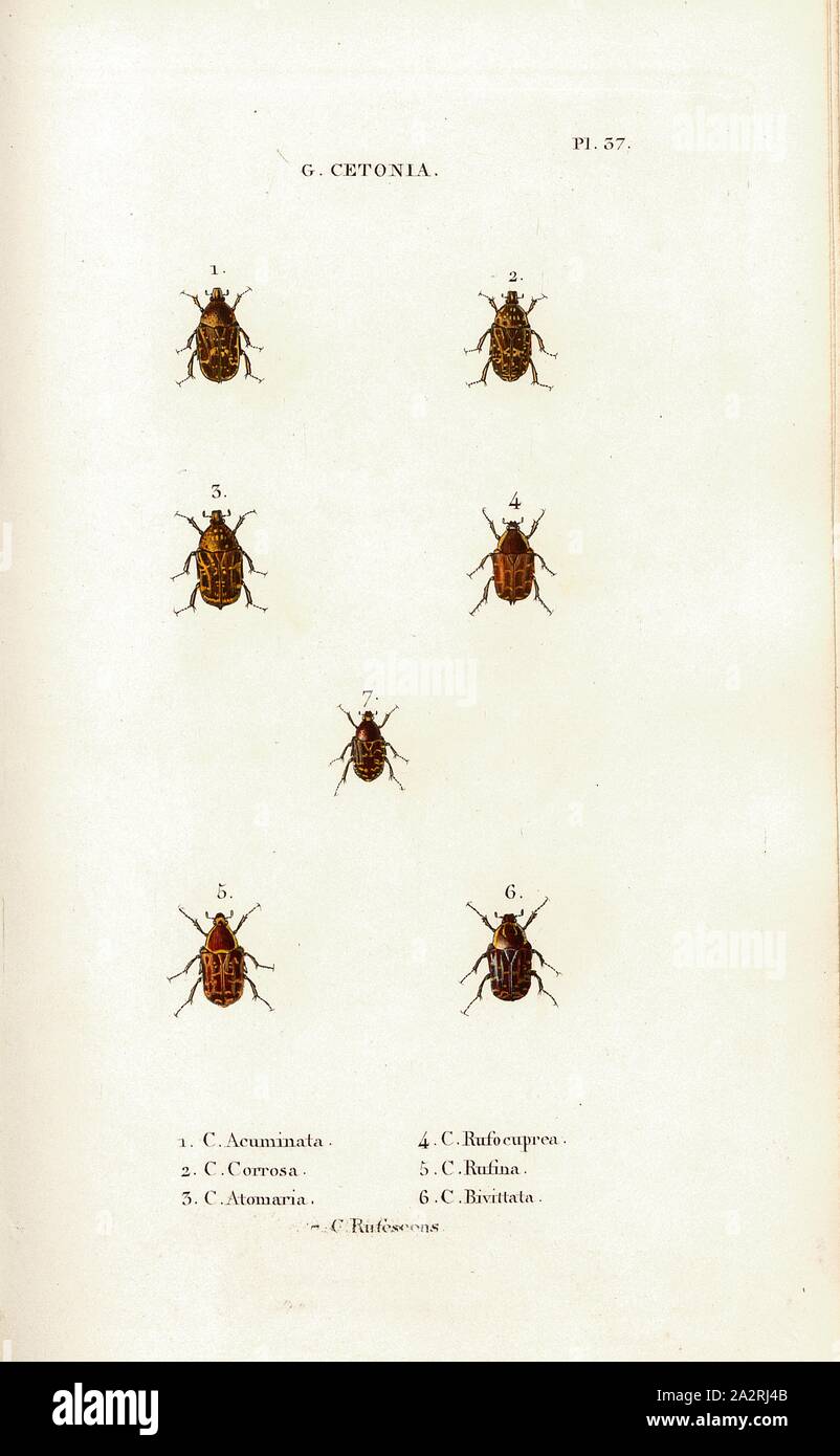 G. Cetonia 7, Beetle, Figs. 1-6: C. Acuminata, C. Corrosa, C. Atomaria, C. Rufocuprea, C. Rufina, C. Bivittata, Pl. 37, after p. 410, Guérin-Méneville, Félix-Édouard (pinx.); Oudet, Marie Nicolas (sc.); Raymond (imp.); Baillière, Jean-Baptiste (ed.)Guérin-Méneville, Félix-Édouard (pinx.); Oudet, Marie Nicolas (sc.); Raymond (imp.); Baillière, Jean-Baptiste (ed.), 1833, H. Gory; A. Percheron: Monographie des cétoines et genres voisins, formant, dans les familles naturelles de Latreille, la division des scarabées mélitophiles. Paris: chez J.-B. Baillière, Libraire; même Maison; Londres, 1833 Stock Photo