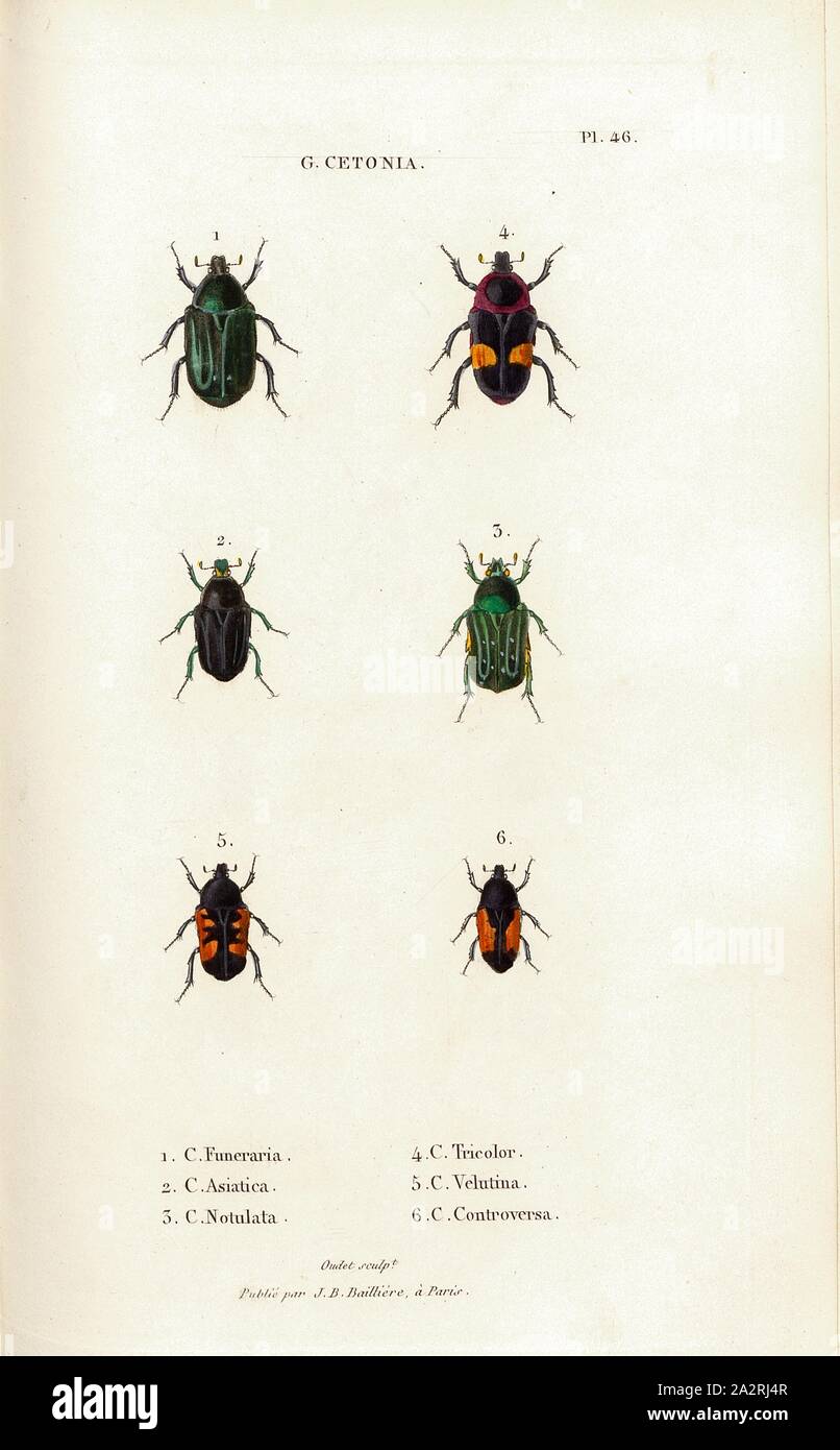 G. Cetonia 16, Beetle, Fig. 1-6: C. Funeraria, C. Asiatica, C. Notulata, C. Tricolor, C. Velutina, C. Controversa, Signed: Oudet Sculp, Raymond Imp, Publié par JB Baillière, Pl. 46, p. 410, Oudet, Marie Nicolas (sc.); Raymond (imp.); Baillière, Jean-Baptiste (ed.), 1833, H. Gory; A. Percheron: Monographie des cétoines et genres voisins, formant, dans les familles naturelles de Latreille, la division des scarabées mélitophiles. Paris: chez J.-B. Baillière, Libraire; même Maison; Londres, 1833 Stock Photo