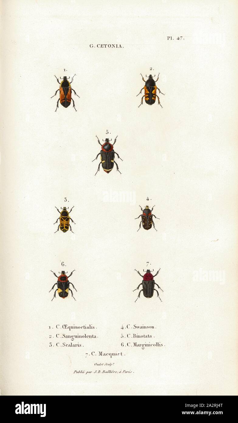 G. Cetonia 17, Beetle, Figs. 1-7: C. Aequinoctialis, C. sanguinolenta, C. Scalaris, C. Swainson, C. Binotata, C. Marginicollis, C. Macquart, Signed: Oudet Sculp, Raymond Imp, Publié par J. B. Baillière, Pl. 47, after p. 410, Oudet, Marie Nicolas (sc.); Raymond (imp.); Baillière, Jean-Baptiste (ed.), 1833, H. Gory; A. Percheron: Monographie des cétoines et genres voisins, formant, dans les familles naturelles de Latreille, la division des scarabées mélitophiles. Paris: chez J.-B. Baillière, Libraire; même Maison; Londres, 1833 Stock Photo