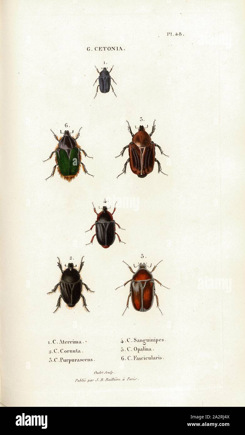 G. Cetonia 18, Beetle, Fig. 1-6: C. Aterrima, C. Cornuta, C. Purpurascens, C. Sanguinipes, C. Opalina, C. Fascicularis, Signed: Oudet Sculp, Raymond Imp, Publié par J. B. Baillière, Pl. 48, after p. 410, Oudet, Marie Nicolas (sc.); Raymond (imp.); Baillière, Jean-Baptiste (ed.), 1833, H. Gory; A. Percheron: Monographie des cétoines et genres voisins, formant, dans les familles naturelles de Latreille, la division des scarabées mélitophiles. Paris: chez J.-B. Baillière, Libraire; même Maison; Londres, 1833 Stock Photo