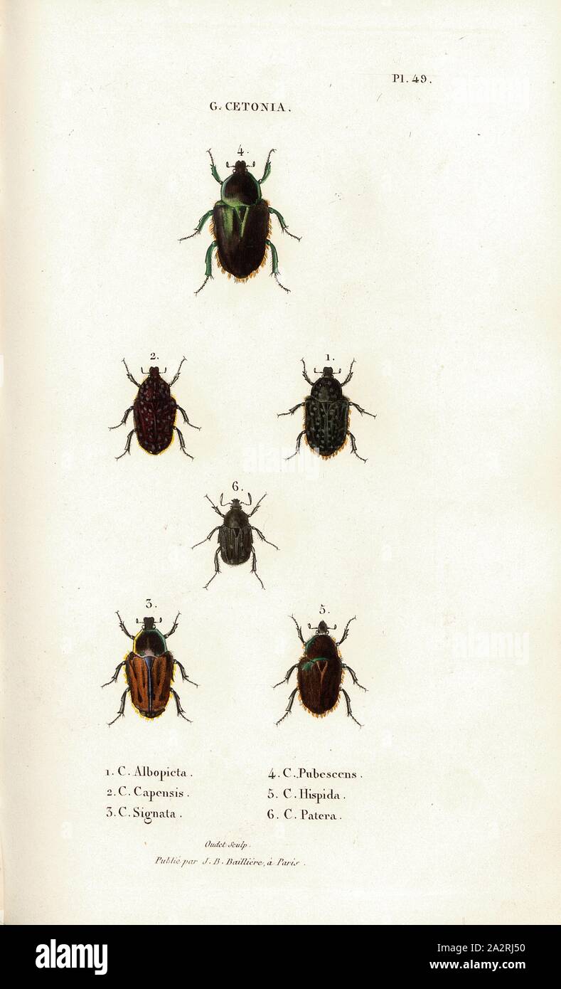 G. Cetonia 19, Beetle, Figs. 1-7: C. Albopicta, C. Capensis, C. Signata, C. Pubescens, C. Hispida, C. Patera, Signed: Oudet Sculp, Raymond Imp, Publié par J. B. Baillière, Pl. 49, after p. 410, Oudet, Marie Nicolas (sc.); Raymond (imp.); Baillière, Jean-Baptiste (ed.), 1833, H. Gory; A. Percheron: Monographie des cétoines et genres voisins, formant, dans les familles naturelles de Latreille, la division des scarabées mélitophiles. Paris: chez J.-B. Baillière, Libraire; même Maison; Londres, 1833 Stock Photo