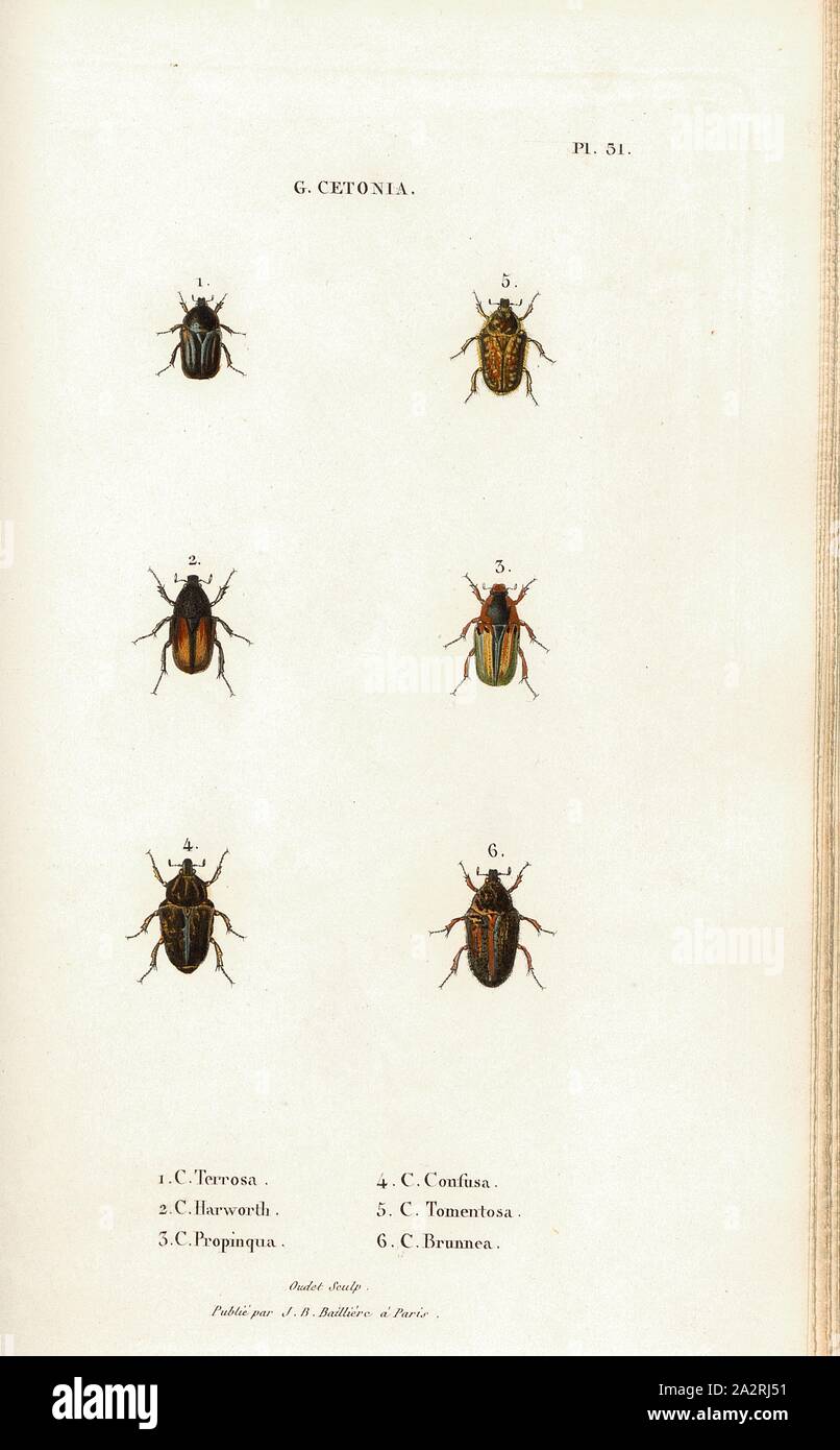 G. Cetonia 21, Beetle, Figs. 1-6: C. Terrosa, C. Harworth, C. Propinqua, C. Confusa, C. Tomentosa, C. Brunnea, Signed: Oudet Sculp, Raymond Imp, Publié par J. B. Baillière, Pl. 51, after p. 410, Oudet, Marie Nicolas (sc.); Raymond (imp.); Baillière, Jean-Baptiste (ed.), 1833, H. Gory; A. Percheron: Monographie des cétoines et genres voisins, formant, dans les familles naturelles de Latreille, la division des scarabées mélitophiles. Paris: chez J.-B. Baillière, Libraire; même Maison; Londres, 1833 Stock Photo