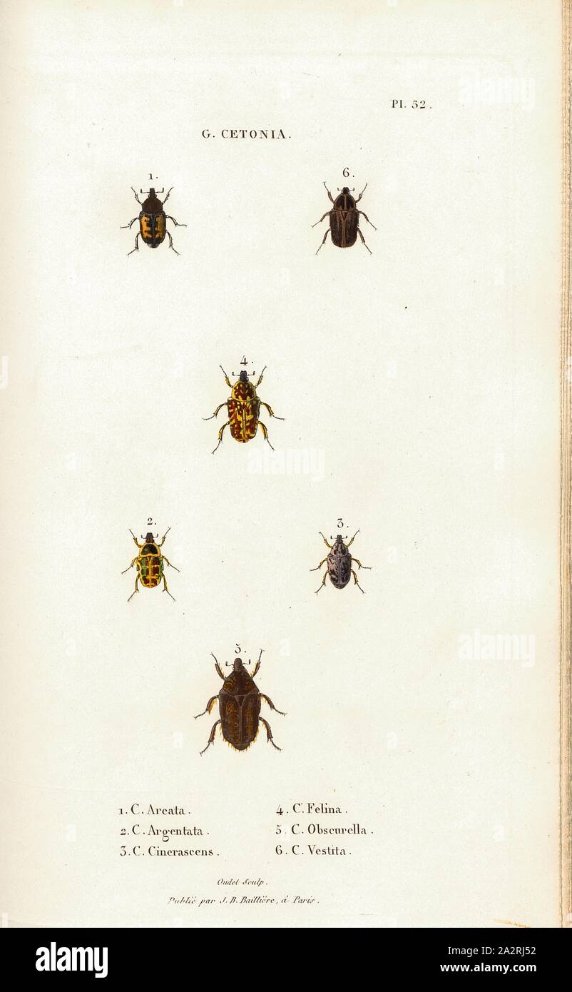 G. Cetonia 22, Beetle, Figs. 1-6: C. Areata, C. Argentata, C. Cinerascens, C. Felina, C. Obscurella, C. Vestita, Signed: Oudet Sculp, Raymond Imp, Publié par J. B. Baillière, Pl. 52, after p. 410, Oudet, Marie Nicolas (sc.); Raymond (imp.); Baillière, Jean-Baptiste (ed.), 1833, H. Gory; A. Percheron: Monographie des cétoines et genres voisins, formant, dans les familles naturelles de Latreille, la division des scarabées mélitophiles. Paris: chez J.-B. Baillière, Libraire; même Maison; Londres, 1833 Stock Photo