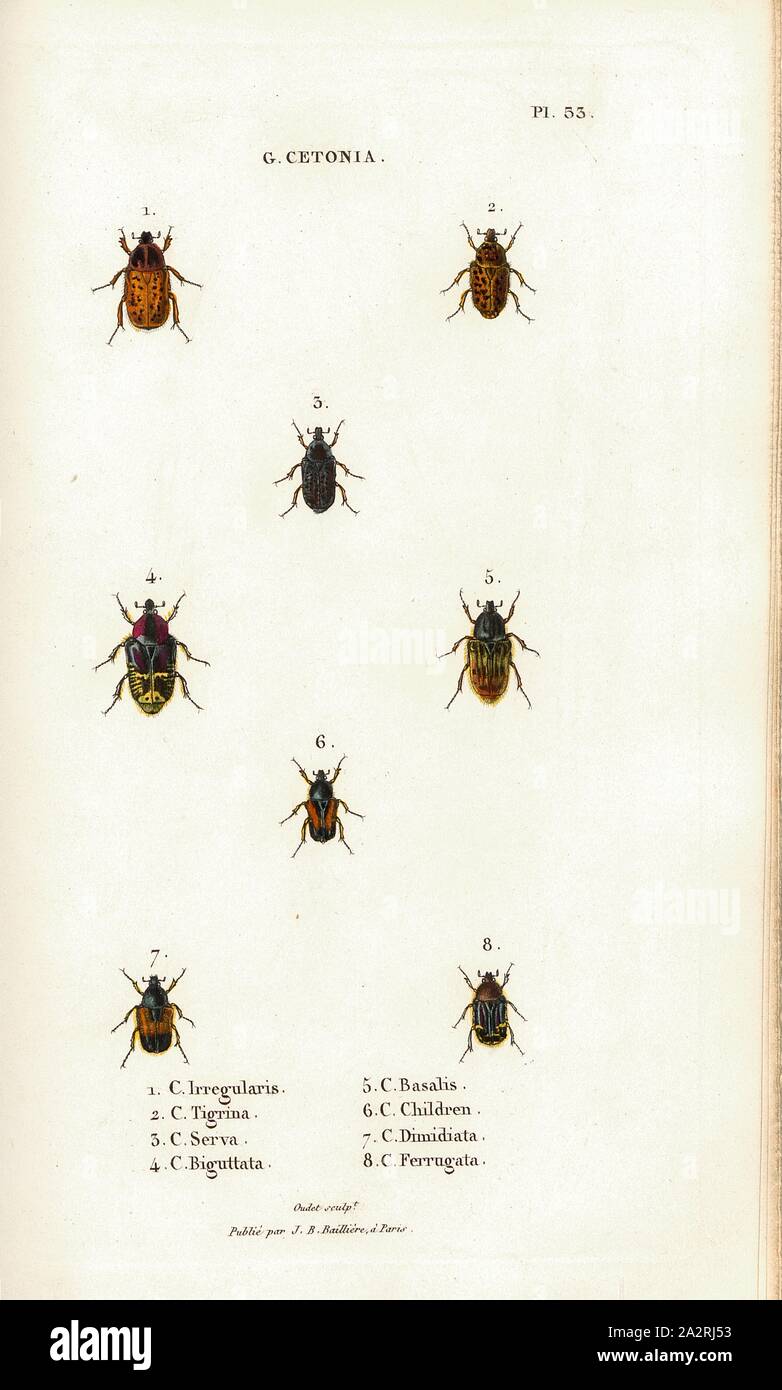 G. Cetonia 23, Beetle, Figs. 1-8: C. Irregularis, C. Tigrina, C. Serva, C. Biguttata, C. Basalis, C. Children, C. Dimidiata, C. Ferrugata, Signed: Oudet Sculp, Raymond Imp, Publié par J. B. Baillière, Pl. 53, after p. 410, Oudet, Marie Nicolas (sc.); Raymond (imp.); Baillière, Jean-Baptiste (ed.), 1833, H. Gory; A. Percheron: Monographie des cétoines et genres voisins, formant, dans les familles naturelles de Latreille, la division des scarabées mélitophiles. Paris: chez J.-B. Baillière, Libraire; même Maison; Londres, 1833 Stock Photo