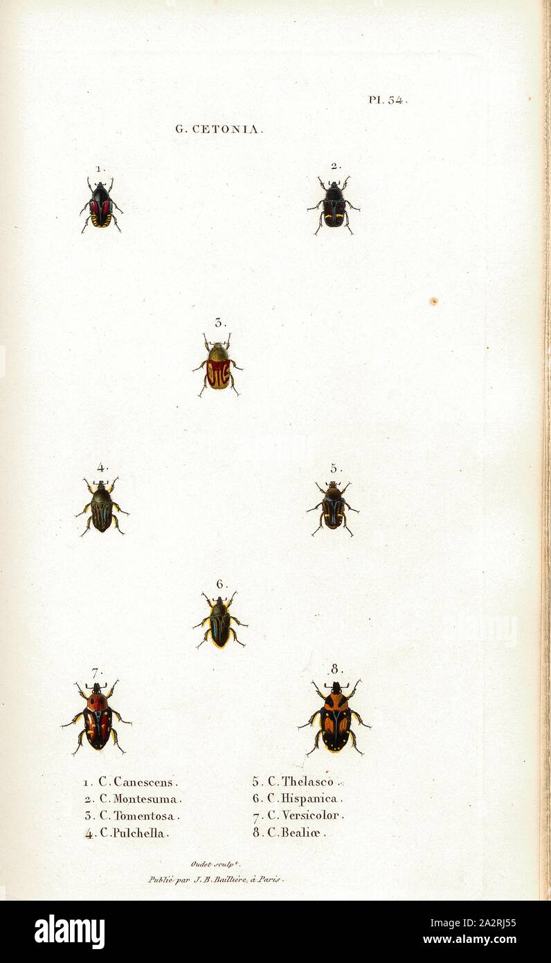G. Cetonia 24, Beetle, Fig. 1-8: C. Canescens, C. Montesuma, C. Tomentosa, C. Pulchella, C. Thelasco, C. Hispanica, C. Versicolor, C. Bealioe, Signed: Oudet Sculp, Raymond Imp, Publié par J. B. Baillière, Pl. 54, after p. 410, Oudet, Marie Nicolas (sc.); Raymond (imp.); Baillière, Jean-Baptiste (ed.), 1833, H. Gory; A. Percheron: Monographie des cétoines et genres voisins, formant, dans les familles naturelles de Latreille, la division des scarabées mélitophiles. Paris: chez J.-B. Baillière, Libraire; même Maison; Londres, 1833 Stock Photo