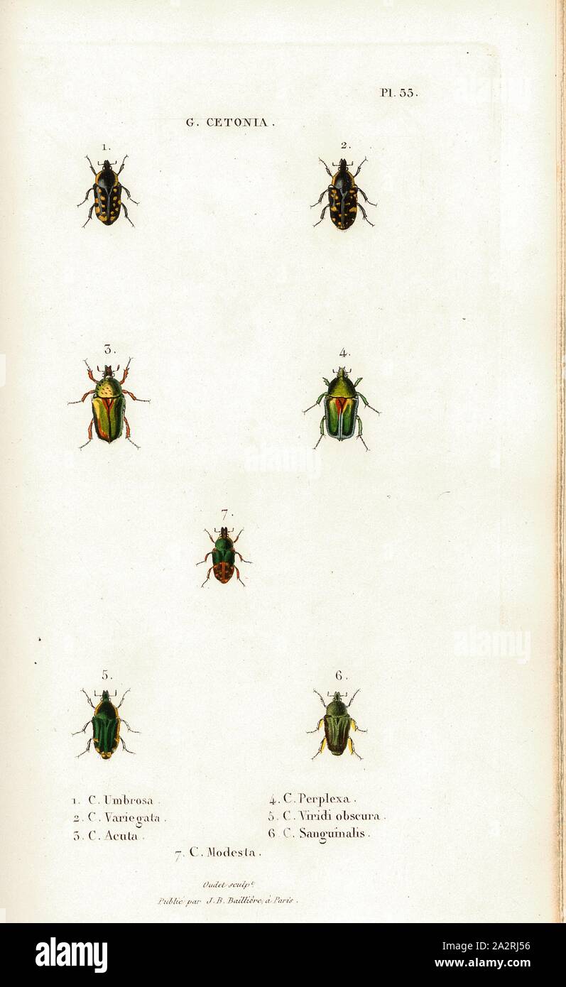 G. Cetonia 25, Beetle, Fig. 1-7: C. Umbrosa, C. Variegata, C. Acuta, C. Perplexa, C. Viridi obscura, C. Sanguinalis, Signed: Oudet Sculp, Raymond Imp, Publié par J. B. Baillière, Pl. 55, after p. 410, Oudet, Marie Nicolas (sc.); Raymond (imp.); Baillière, Jean-Baptiste (ed.), 1833, H. Gory; A. Percheron: Monographie des cétoines et genres voisins, formant, dans les familles naturelles de Latreille, la division des scarabées mélitophiles. Paris: chez J.-B. Baillière, Libraire; même Maison; Londres, 1833 Stock Photo