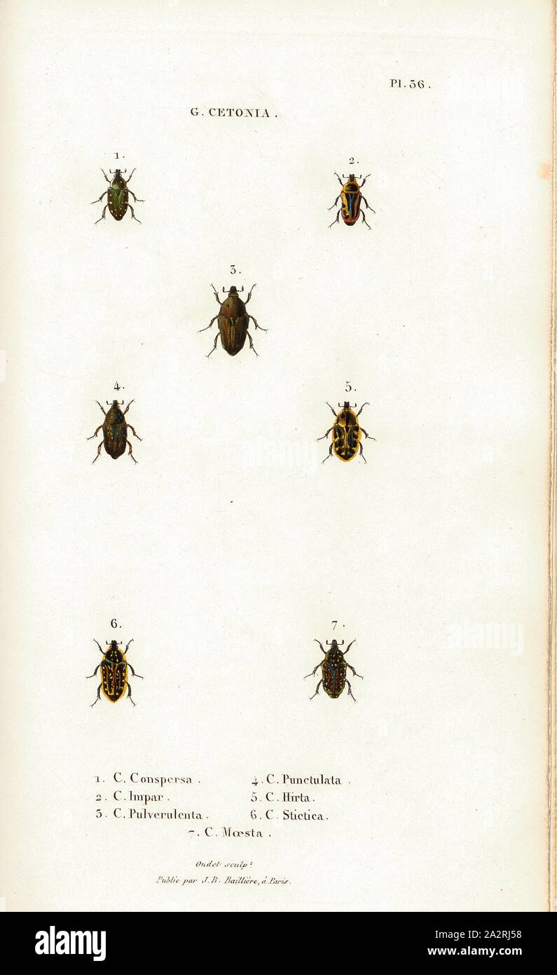 G. Cetonia 26, Beetle, Fig. 1-7: C. Conspersa, C, Impar, C. Pulverulenta, C. Punctulata, C. Hirta, C. Stictica, C. Moesta, Signed: Oudet Sculp, Raymond Imp, Publié par J. B. Baillière, Pl. 56, after p. 410, Oudet, Marie Nicolas (sc.); Raymond (imp.); Baillière, Jean-Baptiste (ed.), 1833, H. Gory; A. Percheron: Monographie des cétoines et genres voisins, formant, dans les familles naturelles de Latreille, la division des scarabées mélitophiles. Paris: chez J.-B. Baillière, Libraire; même Maison; Londres, 1833 Stock Photo