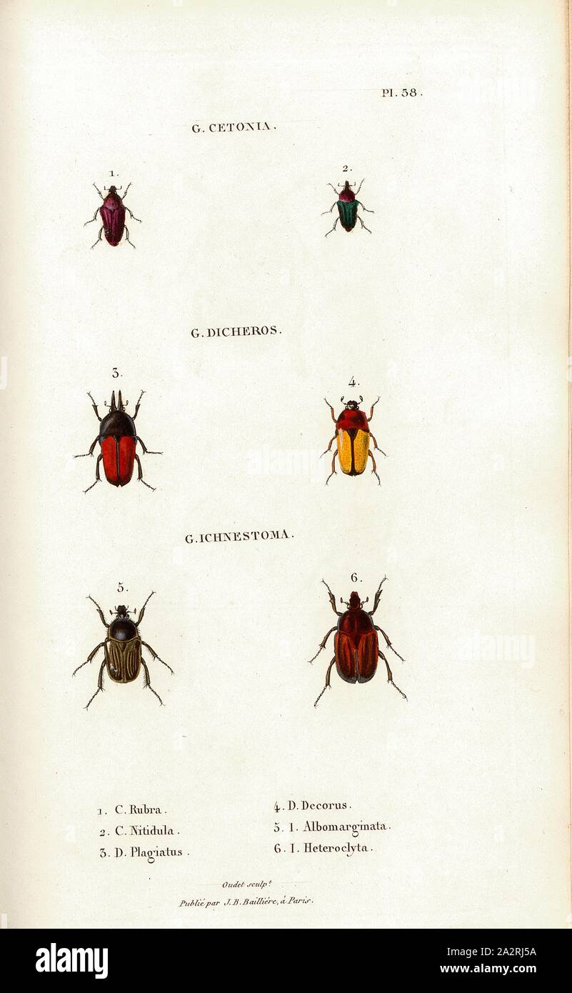 G. Cetonia 28, Beetle, Figs. 1-6: C. Rubra, C. Nitidula, C. Plagiatus, C. Decorus, C. Albomarginata, I. Heteroclyta, Signed: Oudet Sculp, Raymond Imp, Publié par JB Baillière, Pl. 58, p. 410, Oudet, Marie Nicolas (sc.); Raymond (imp.); Baillière, Jean-Baptiste (ed.), 1833, H. Gory; A. Percheron: Monographie des cétoines et genres voisins, formant, dans les familles naturelles de Latreille, la division des scarabées mélitophiles. Paris: chez J.-B. Baillière, Libraire; même Maison; Londres, 1833 Stock Photo