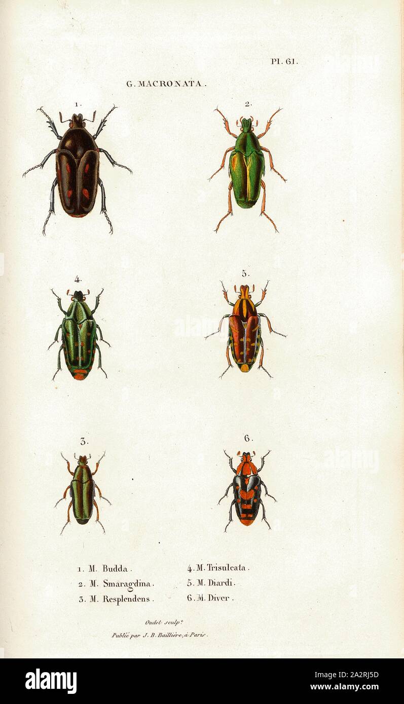 D. The Matronata 1, Beetle, Fig. 1-6: M. Budda, M. Smaragdina, M. Resplendens, M. Trisulcata, M. Diardi, M. Diver, Signed: Oudet Sculp, Raymond Imp, Publié par J. B. Baillière, Pl. 61, after p. 410, Oudet, Marie Nicolas (sc.); Raymond (imp.); Baillière, Jean-Baptiste (ed.), 1833, H. Gory; A. Percheron: Monographie des cétoines et genres voisins, formant, dans les familles naturelles de Latreille, la division des scarabées mélitophiles. Paris: chez J.-B. Baillière, Libraire; même Maison; Londres, 1833 Stock Photo