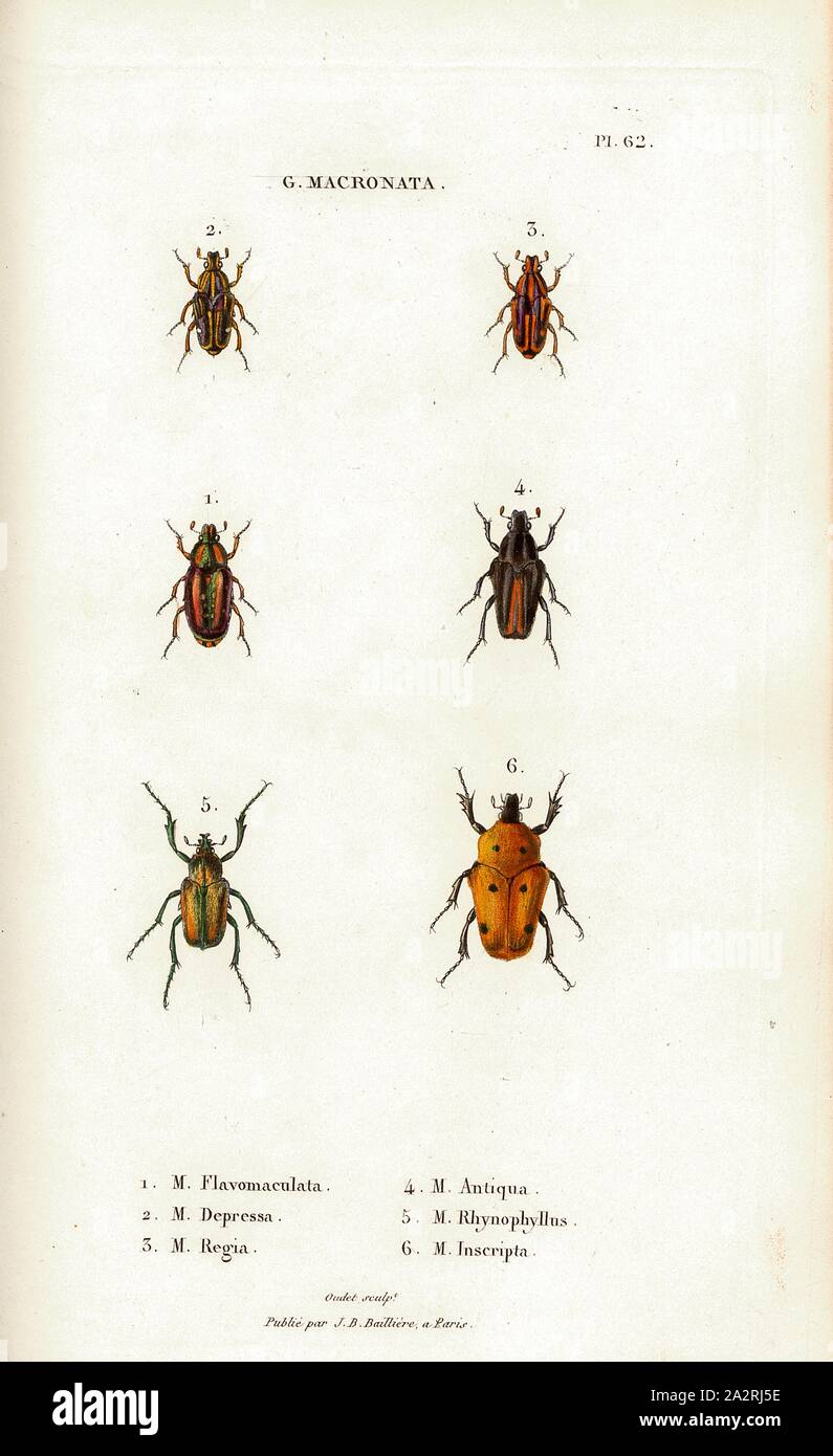 D. The Matronata 2, Beetle, Fig. 1-6: M. Flavomaculata, M. Depressa, M. Regia, M. Antiqua, M. Rhynophyllus, M. Inscripta, Signed: Oudet Sculp, Raymond Imp, Publié par J. B. Baillière, Pl. 62, p. 410, Oudet, Marie Nicolas (sc.); Raymond (imp.); Baillière, Jean-Baptiste (ed.), 1833, H. Gory; A. Percheron: Monographie des cétoines et genres voisins, formant, dans les familles naturelles de Latreille, la division des scarabées mélitophiles. Paris: chez J.-B. Baillière, Libraire; même Maison; Londres, 1833 Stock Photo