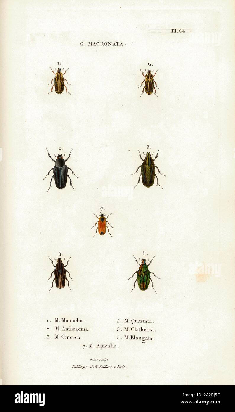 D. Matronata h, Beetle, Fig. 1-7: M. Monacha, M. Anthracina, M. Cinerea, M. Quartata, M. Clathrata, M. Elongata, M. Apicalis, Signed: Oudet Sculp, Raymond Imp, Publié par J. B. Baillière, Pl. 64, after p. 410, Oudet, Marie Nicolas (sc.); Raymond (imp.); Baillière, Jean-Baptiste (ed.), 1833, H. Gory; A. Percheron: Monographie des cétoines et genres voisins, formant, dans les familles naturelles de Latreille, la division des scarabées mélitophiles. Paris: chez J.-B. Baillière, Libraire; même Maison; Londres, 1833 Stock Photo
