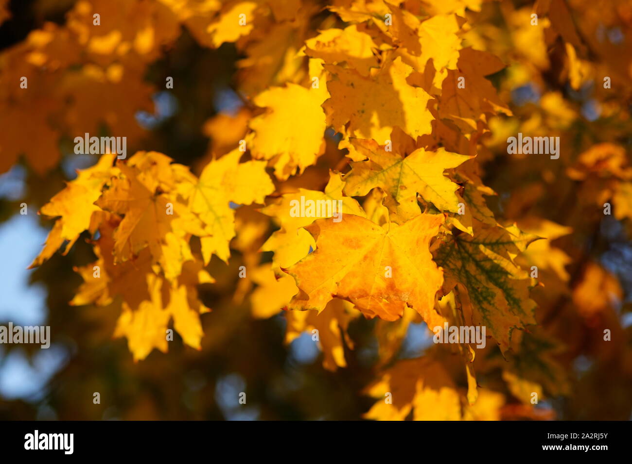 Yellow leaves on a tree. Golden maple leaves on a blurred background ...