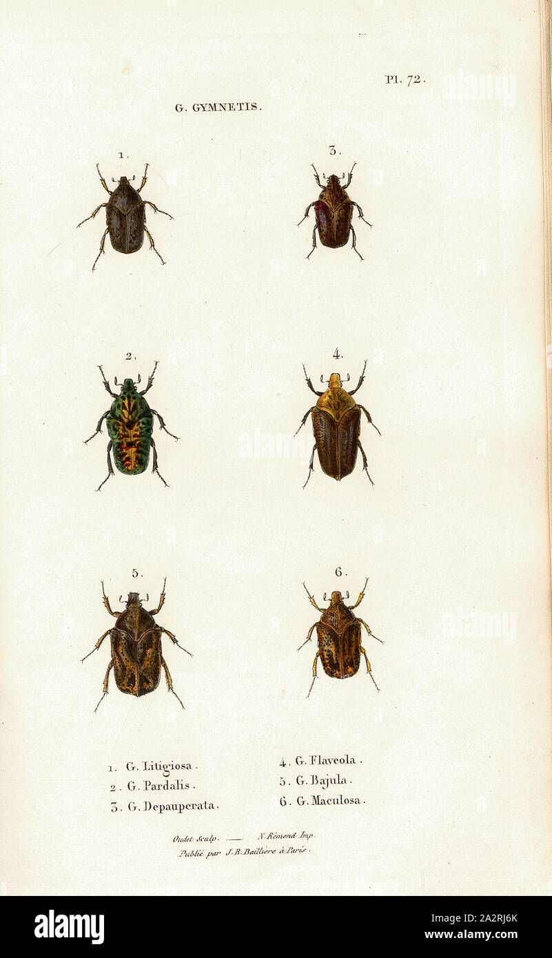 G. Gymnetis 8, Beetle, Fig. 1-6: G. Litigiosa, G. Pardalis, G. Depauperata, G. Flaveola, G. Bajula, G. Maculosa, Signed: Oudet Sculp, N. Rémond Imp, Publié par JB Baillière, Pl. 72, after p. 410, Oudet, Marie Nicolas (sc.); Rémond, N. (imp.); Baillière, Jean-Baptiste (ed.), 1833, H. Gory; A. Percheron: Monographie des cétoines et genres voisins, formant, dans les familles naturelles de Latreille, la division des scarabées mélitophiles. Paris: chez J.-B. Baillière, Libraire; même Maison; Londres, 1833 Stock Photo