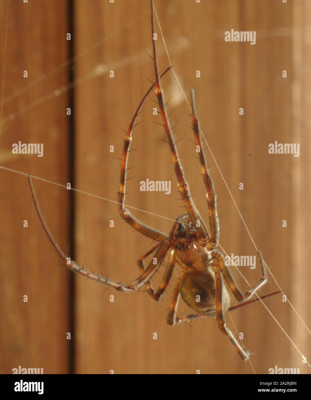 Spider in Norwegian cellar Stock Photo