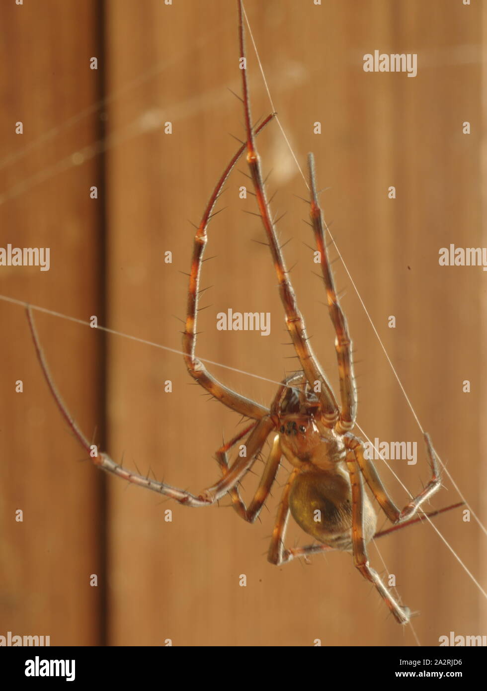 Spider in Norwegian cellar Stock Photo