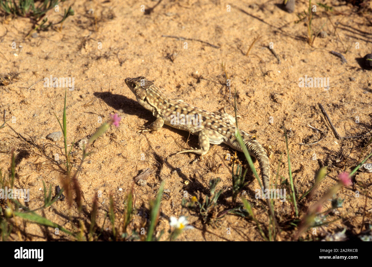Be'er Sheva fringefingered lizard (Acanthodactylus beershebensis