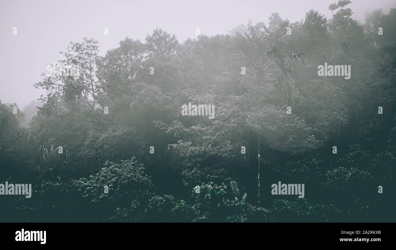 Misty landscape with fir forest in hipster vintage retro style. Fairy ...