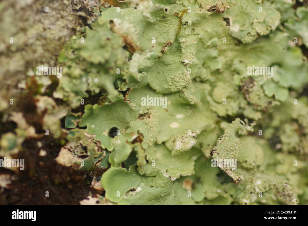 Common Green Shield Lichen, Parmelia caperata, Green Chlorococcoid Alga, Macro, on a Tree Trunk. Exeter, Devon, UK. Stock Photo