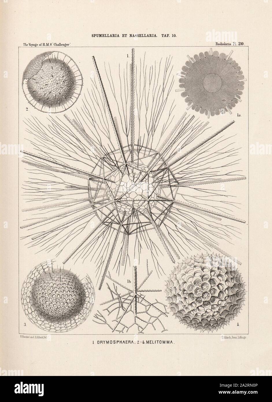 Woodpecker, Honeymoon, Illustration of various radiolarians of the Spumellaria and Nassellaria groups from the 19th century, signed: E.Haeckel and A. Giltsch Del, F. Giltsch, Jena, Lithogr, Pl. 20, after p. 248, Haeckel, Ernst (del.); Giltsch, A. (del.); Giltsch, F. (lith.); Jena (lith.), 1862, Ernst Haeckel: Die Radiolarien (Rhizopoda Radiaria). Zweiter Theil. Berlin: Verlag von Georg Reimer, 1862 Stock Photo