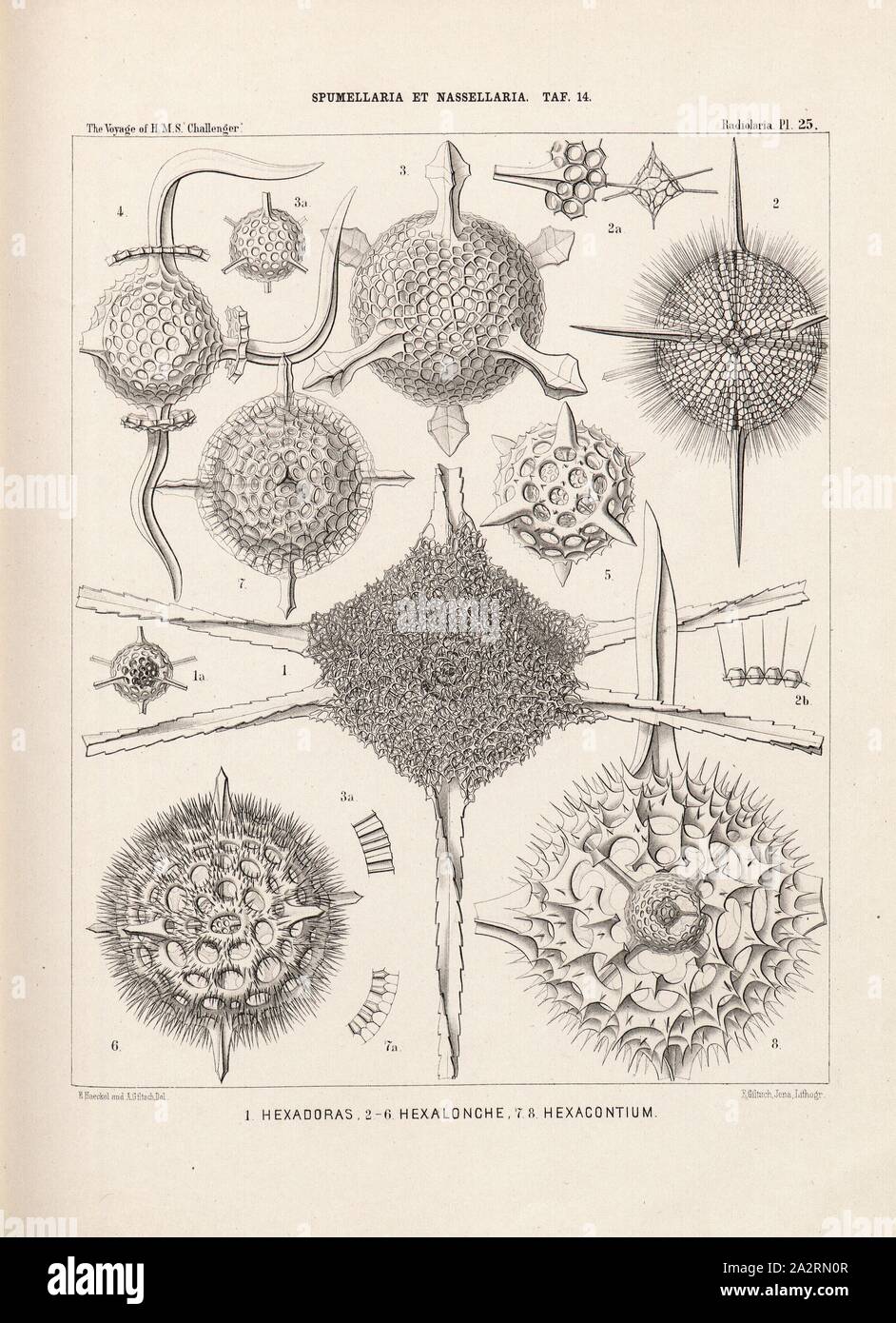 Hexadoras, Hexalonche, Hexacontium, Illustration of various radiolarians of the Spumellaria and Nassellaria groups from the 19th century, signed: E.Haeckel and A. Giltsch Del, F. Giltsch, Jena, Lithogr, Pl. 25, after p. 248, Haeckel, Ernst (del.); Giltsch, A. (del.); Giltsch, F. (lith.); Jena (lith.), 1862, Ernst Haeckel: Die Radiolarien (Rhizopoda Radiaria). Zweiter Theil. Berlin: Verlag von Georg Reimer, 1862 Stock Photo