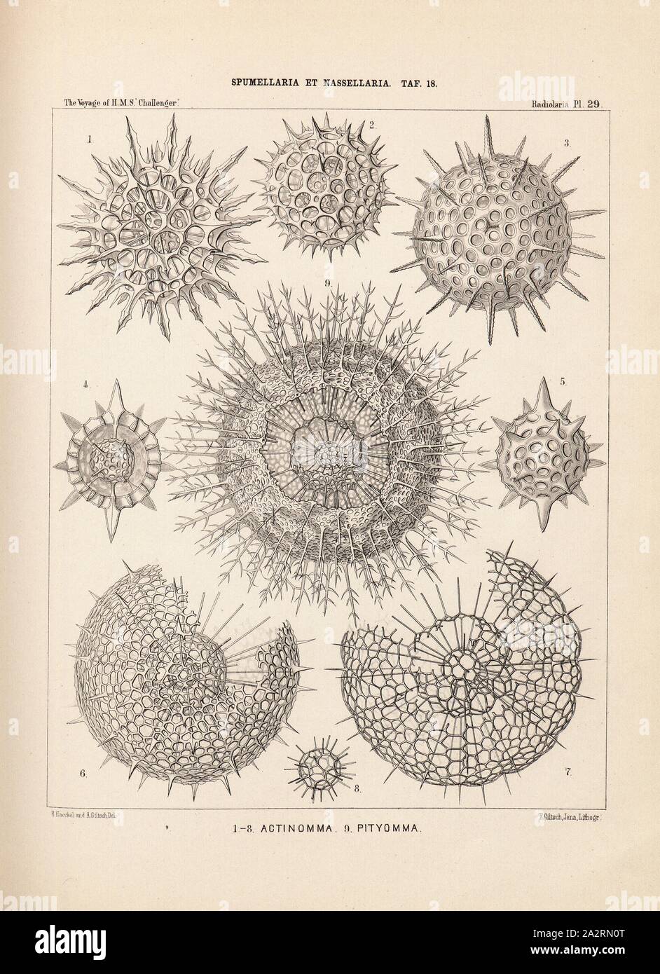 Actinomma, Pityomma, Illustration of various radiolarians of the Spumellaria and Nassellaria groups from the 19th century, signed: E. Haeckel and A. Giltsch Del, F. Giltsch, Jena, Lithogr, Pl. 29, after p. 248, Haeckel, Ernst (del.); Giltsch, A. (del.); Giltsch, F. (lith.); Jena (lith.), 1862, Ernst Haeckel: Die Radiolarien (Rhizopoda Radiaria). Zweiter Theil. Berlin: Verlag von Georg Reimer, 1862 Stock Photo