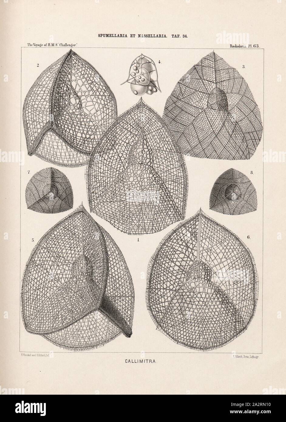 Callimitra, Illustration of various radiolarians of the Spumellaria and Nassellaria groups from the 19th century, signed: E. Haeckel and A. Giltsch Del, F. Giltsch, Jena, Lithogr, Pl. 63, after p. 248, Haeckel, Ernst (del.); Giltsch, A. (del.); Giltsch, F. (lith.); Jena (lith.), 1862, Ernst Haeckel: Die Radiolarien (Rhizopoda Radiaria). Zweiter Theil. Berlin: Verlag von Georg Reimer, 1862 Stock Photo