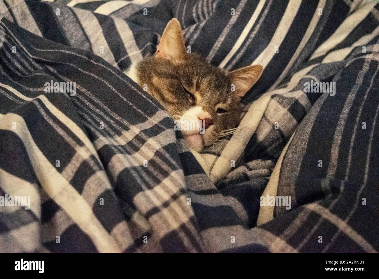 Cute gray domestic cat sleeps in bed under the covers Stock Photo Alamy