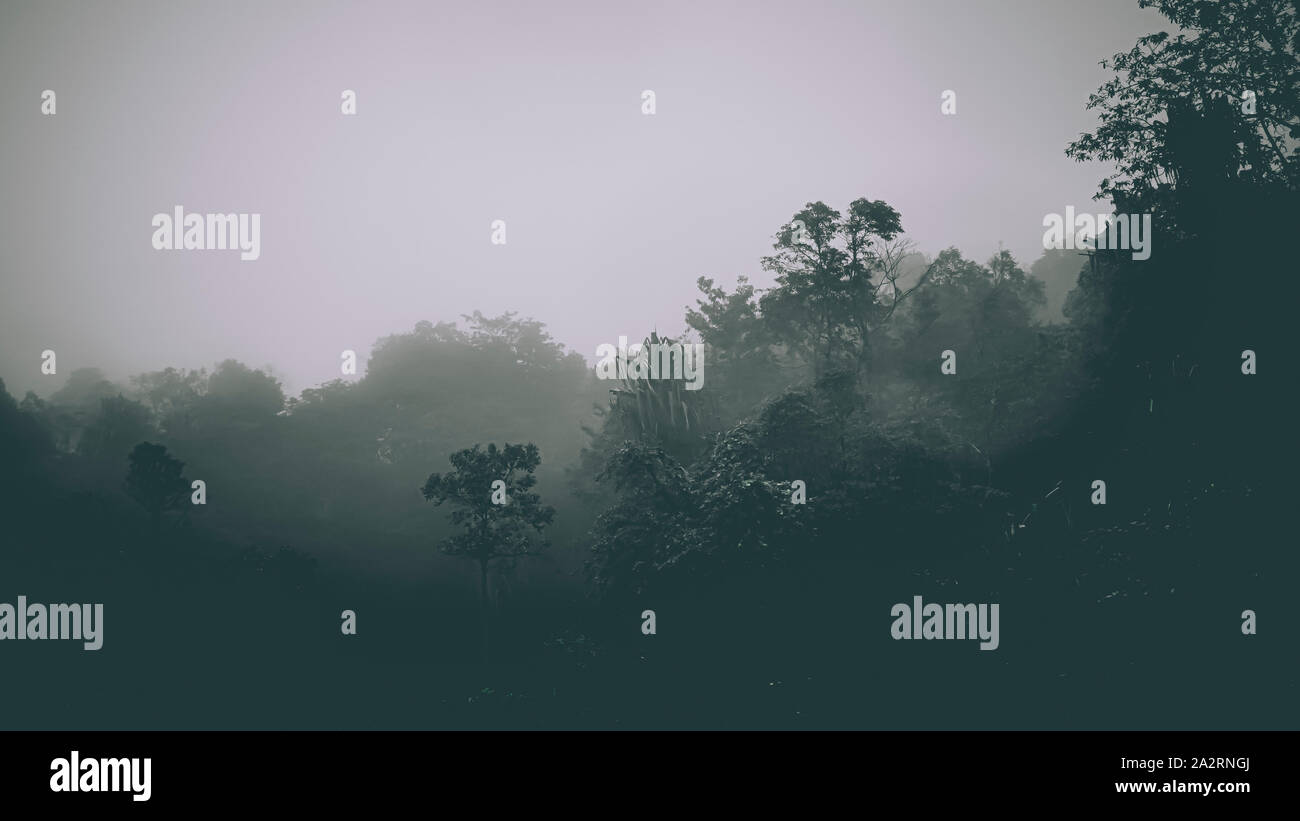 Misty landscape with fir forest in hipster vintage retro style. Fairy ...