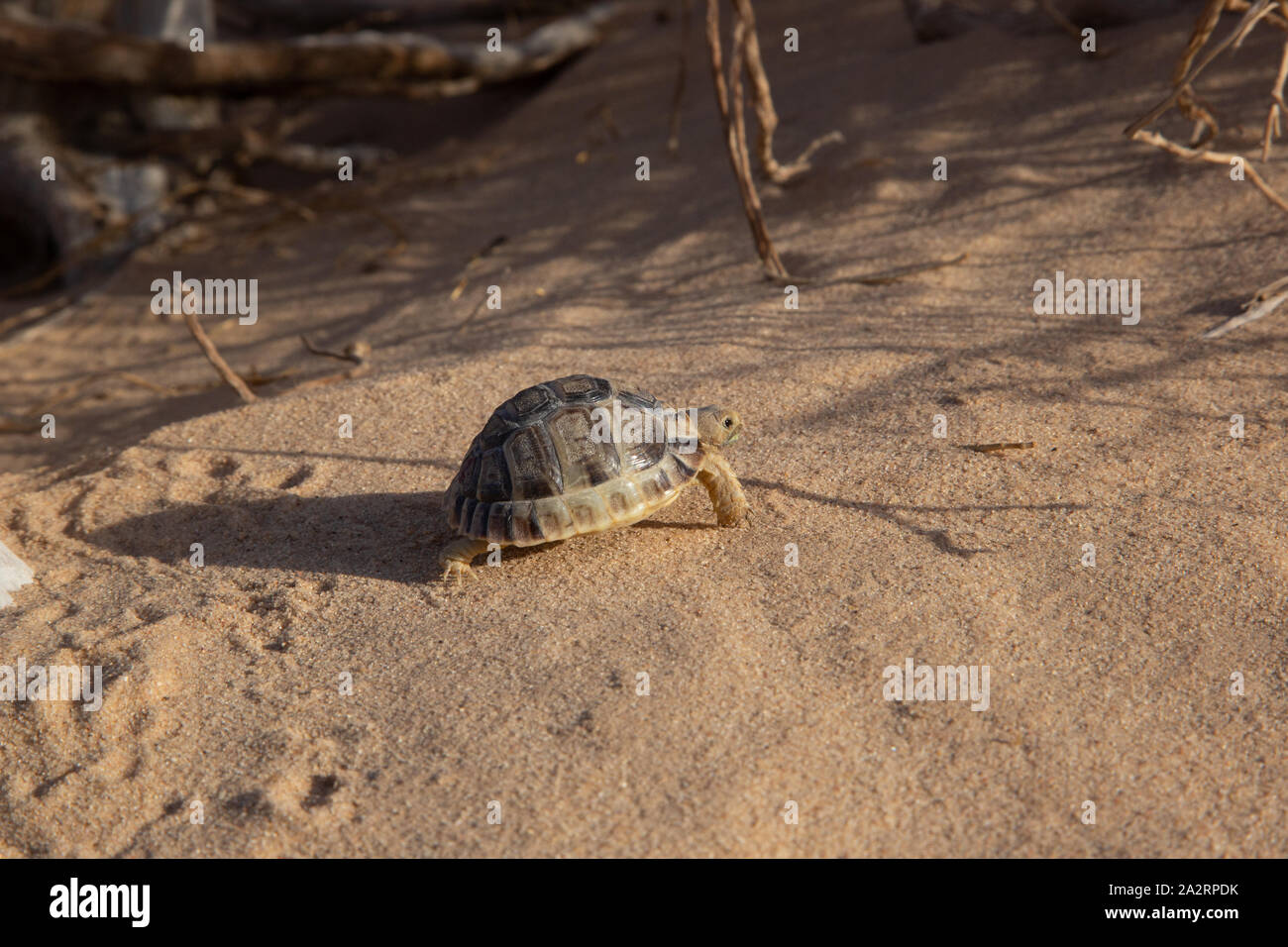 Negev Tortoise (Testudo werneri) צב יבשה מדברי Stock Photo