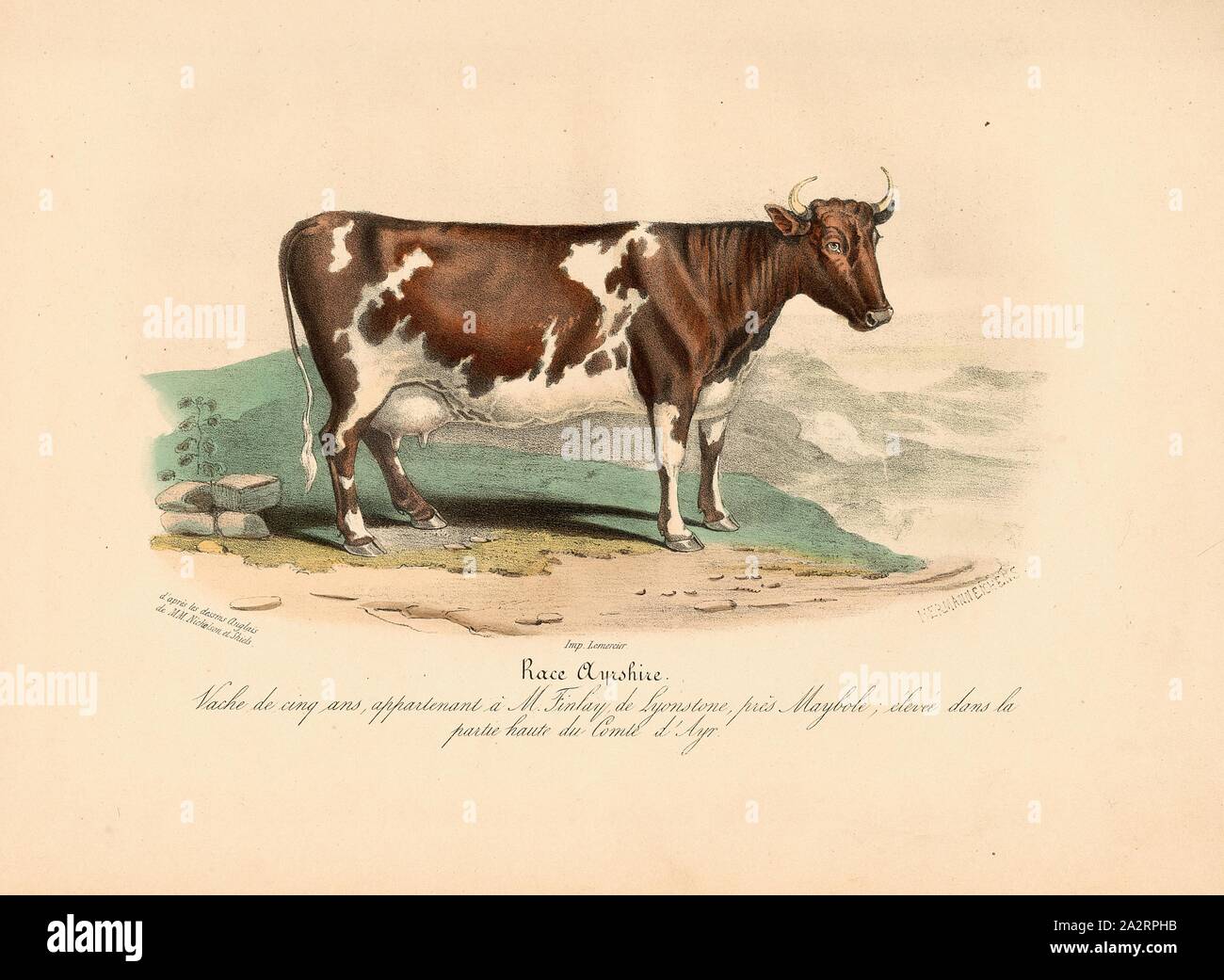 Ayrshire breed. Five-year-old cow, owned by Mr. Finlay of Lyonstone, near Maybole ..., Cattle breed from Great Britain, signed: d'après les dessins Anglais de M.M. Nicholson et Shiels; Imp. Lemercier; Hermann Eichens, Pl. 13, p. 98, Nicholson, Francis (del.); Shiels, William (del.); Eichens, Hermann (lith.); Imprimerie Lemercier (imp.), 1846, David Low; Royer: Histoire naturelle-agricole des animaux domestiques de l'Europe: races de la Grande-Bretagne. Paris: aux Bureaux du Moniteur de la Propriété, et chez les principaux Libraires, 1846 Stock Photo