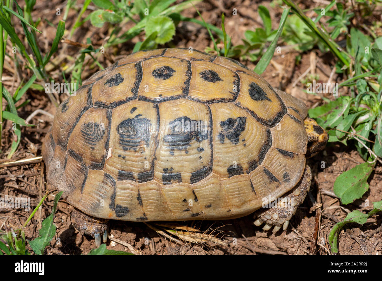 Greek tortoise (Testudo graeca) צב יבשה מצוי Stock Photo
