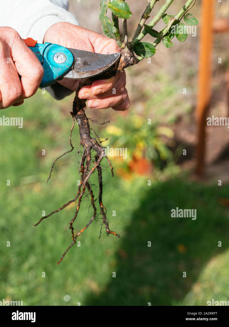 Gardener pointing at the graft union of a bare root rose Stock Photo