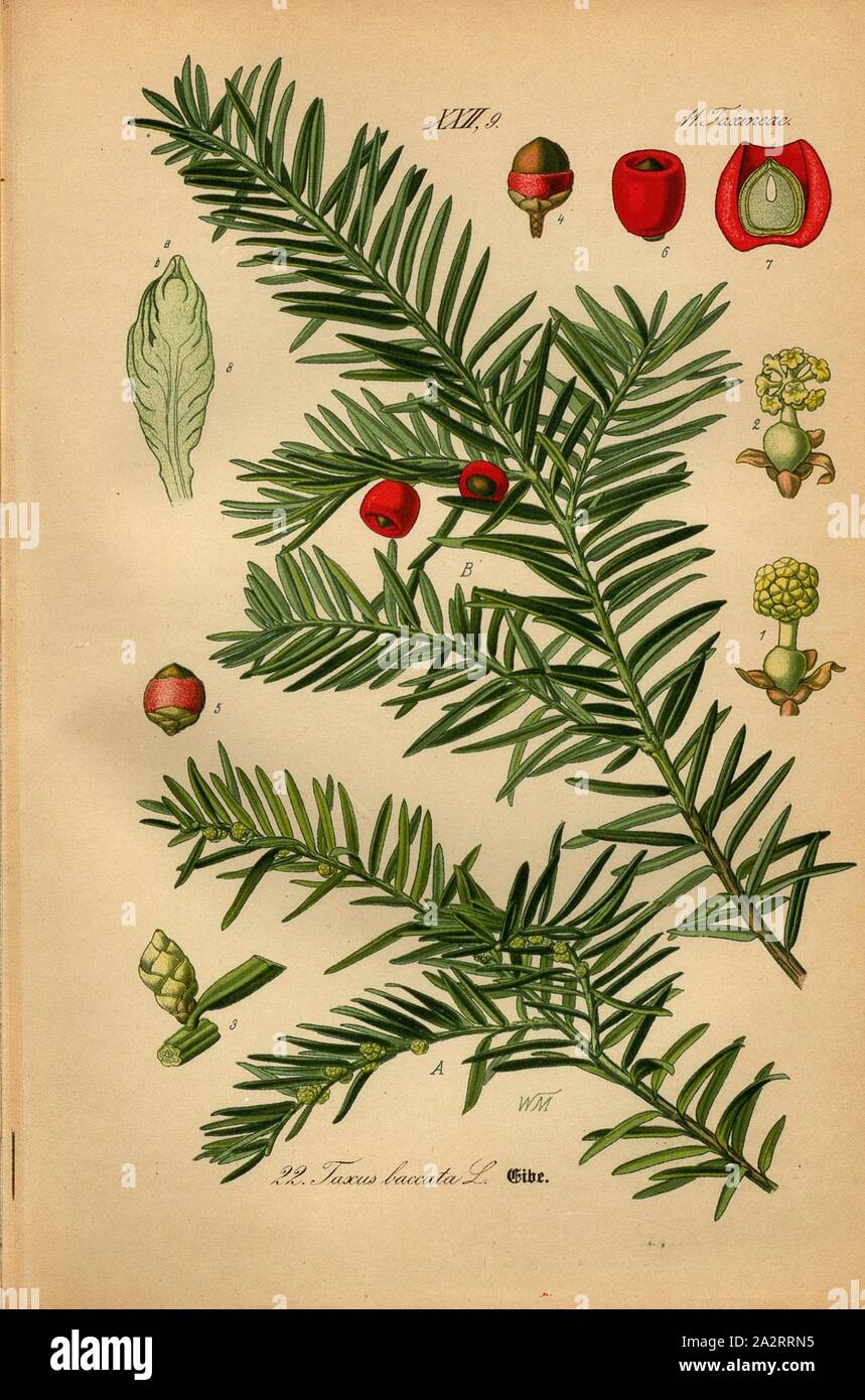 Eibe, Taxus baccata L. - European yew, Family: 11. Taxineae - yew plants,  Signed: WM, pl. 22, after p. 56 (vol. 1), Mller, W., 1886, Otto Wilhelm  Thom: Prof. Dr. Thom's Flora